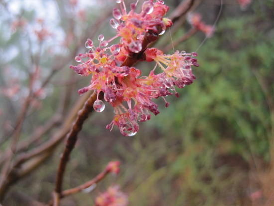 flowers 2