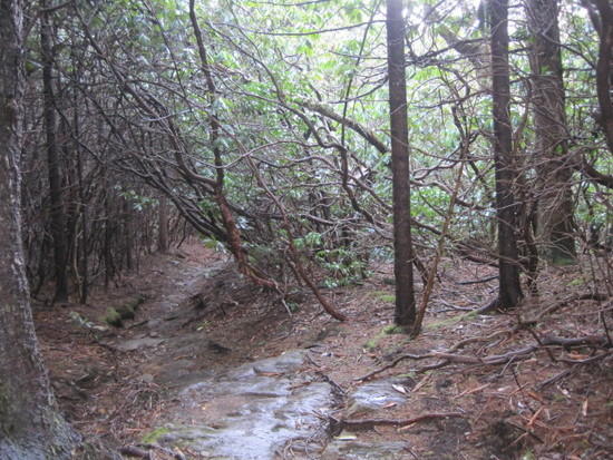 green tunnel