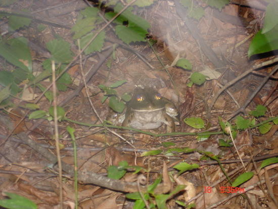 The Frog