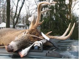 Optional Deer