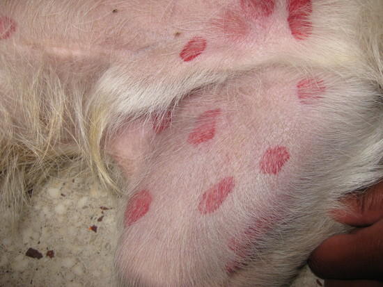 black fliy bites