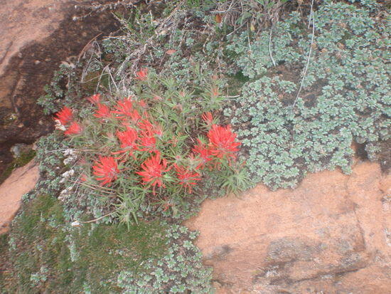 Indian Paintbrush