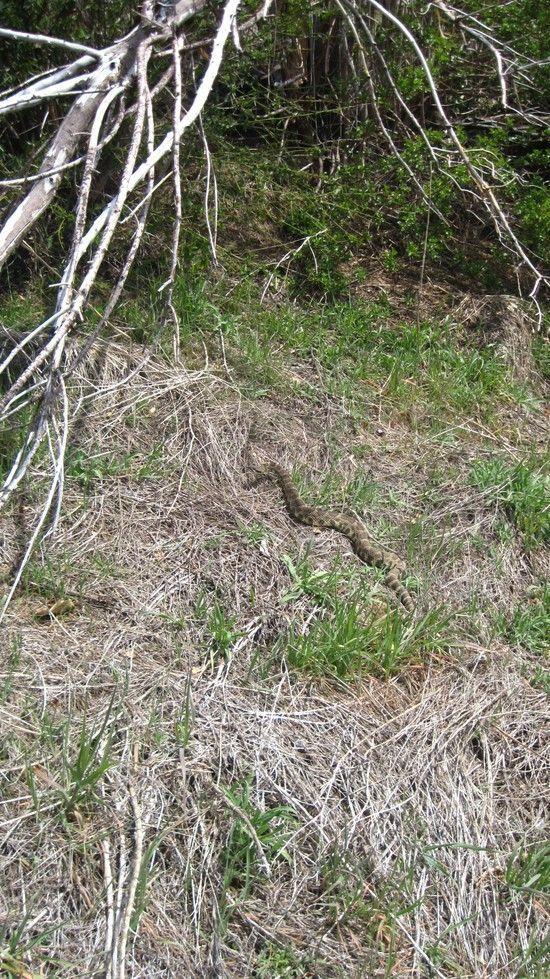 snake