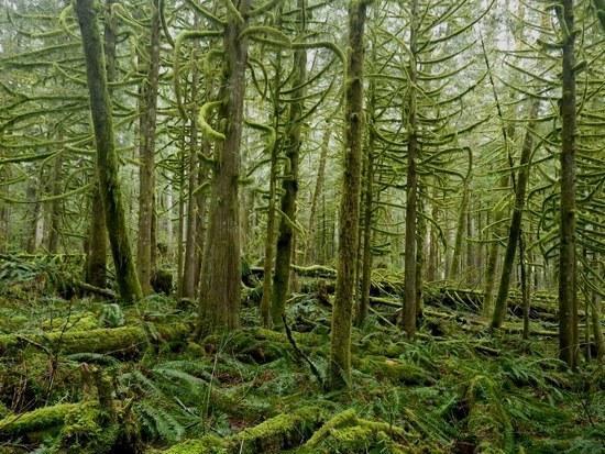 Woods near Wallace Lake, Washington