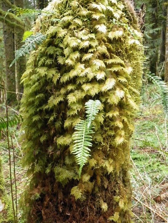 Moss and ferns, Middle Fork Snoqualmie Trail
