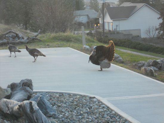 Tom dancing for hens