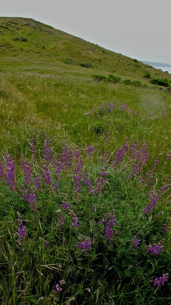 lupine