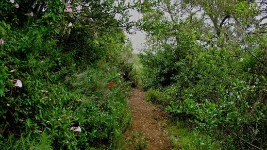 wildflowers
