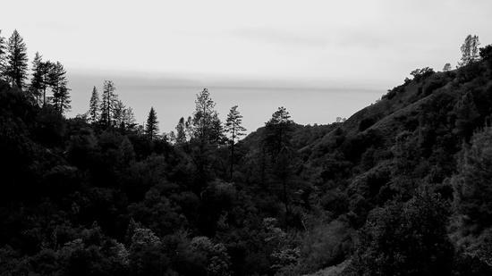 forests