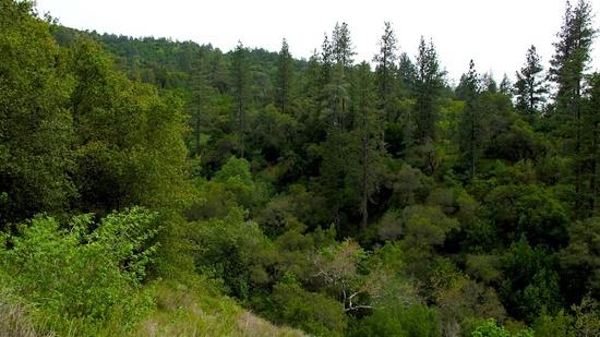 forests 2
