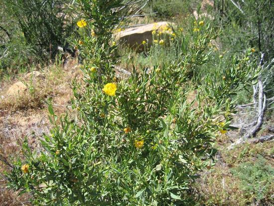 local plant life