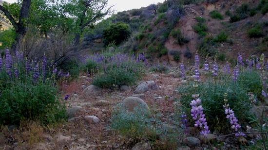 lupine fields