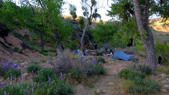 bear camp lupine