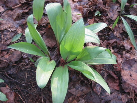ramps