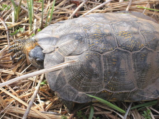 Terrapin