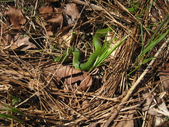 snake
