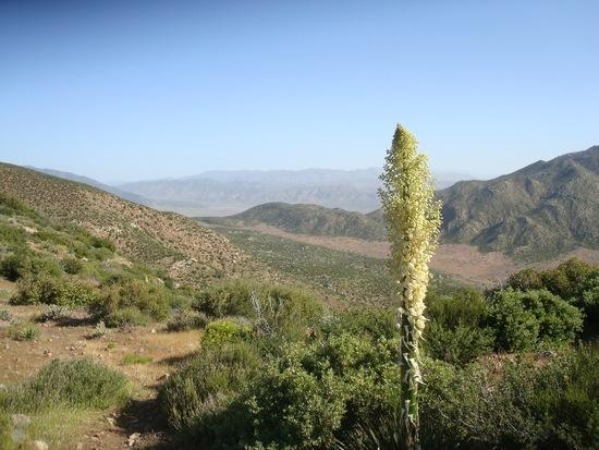 Desert floor and San Felipe Hills in distance