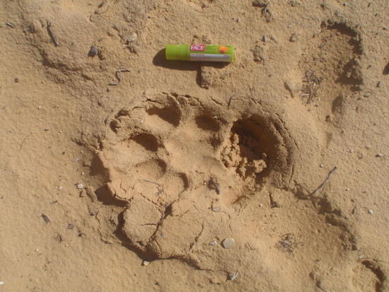 "Big Kitty" print