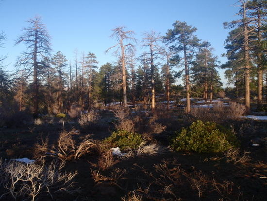 Around camp