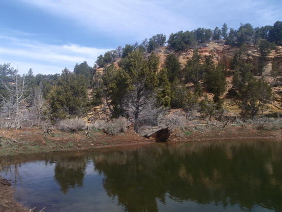 Dirt dam below Stave Spring