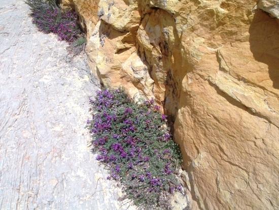 Flowers on the way UP to Observation Point