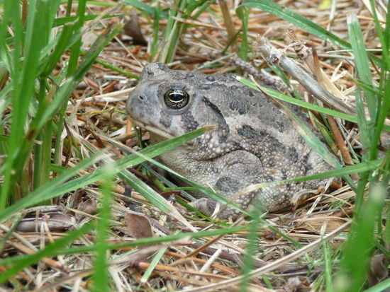 Toad