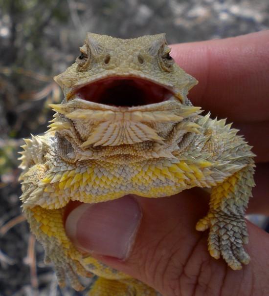 toad