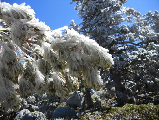 Ice on trees on San Jacinto