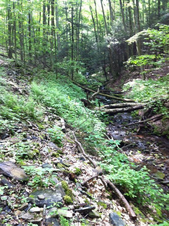 Christian Run Trail, getting brushy