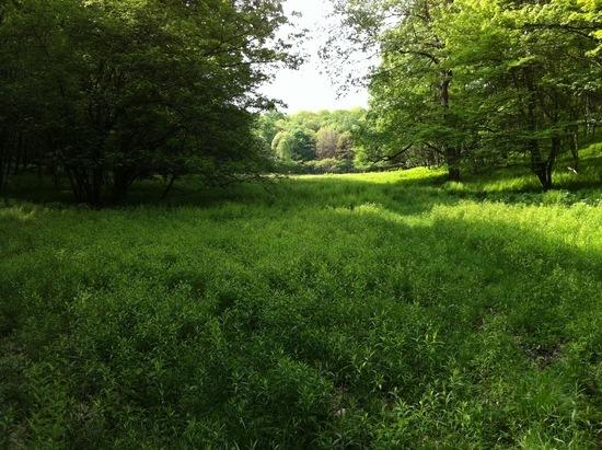Meadow at the head of Christian Run
