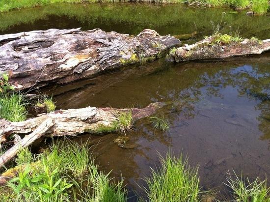 Tiny pond in Christian Run meadow
