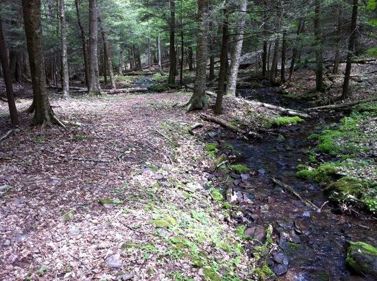 Easy descent next to Cold Spring Run