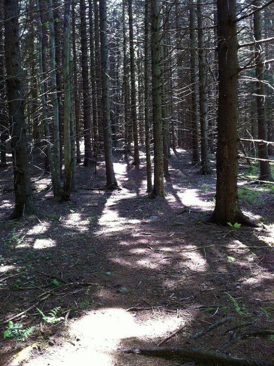 Stand of pines along Buck Run Trail