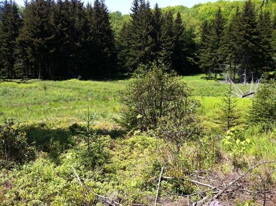 Meadow along Buck Run Trail