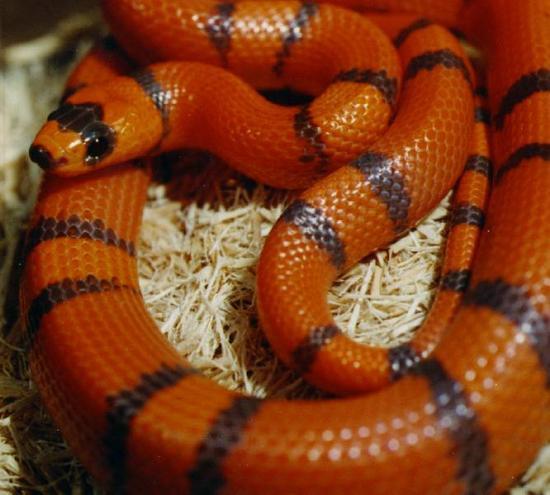 Orange and Black