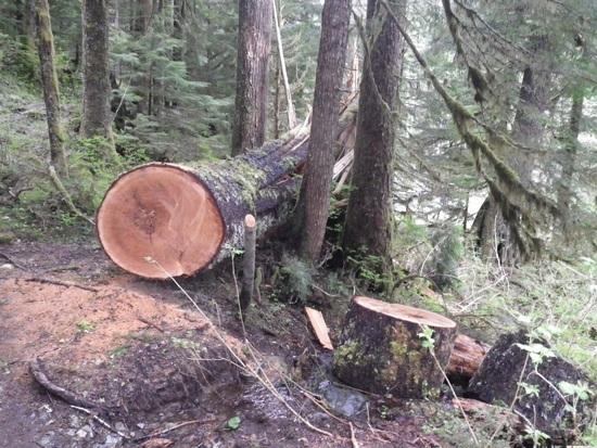 Barklay Lake blowdown