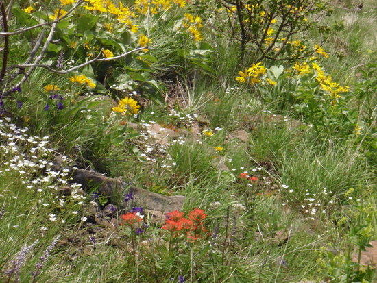 wildflowers