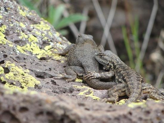 Hells Canyon - Lizards