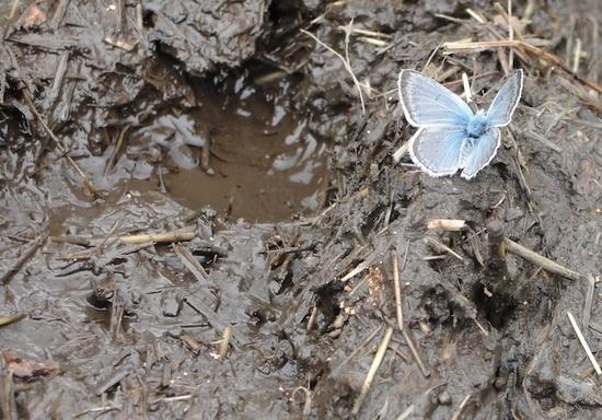 Hells Canyon - Moth