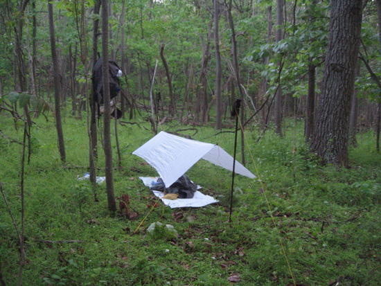 Tarp