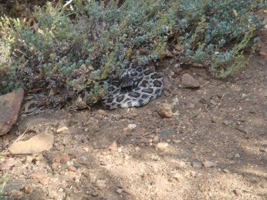 coiled pacific rattler