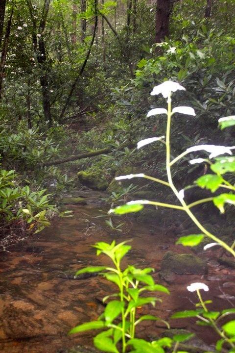 Creek