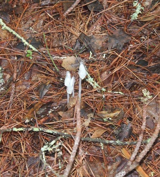 Indian Pipe