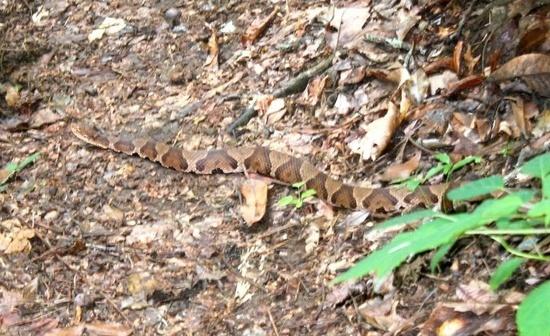 copperhead