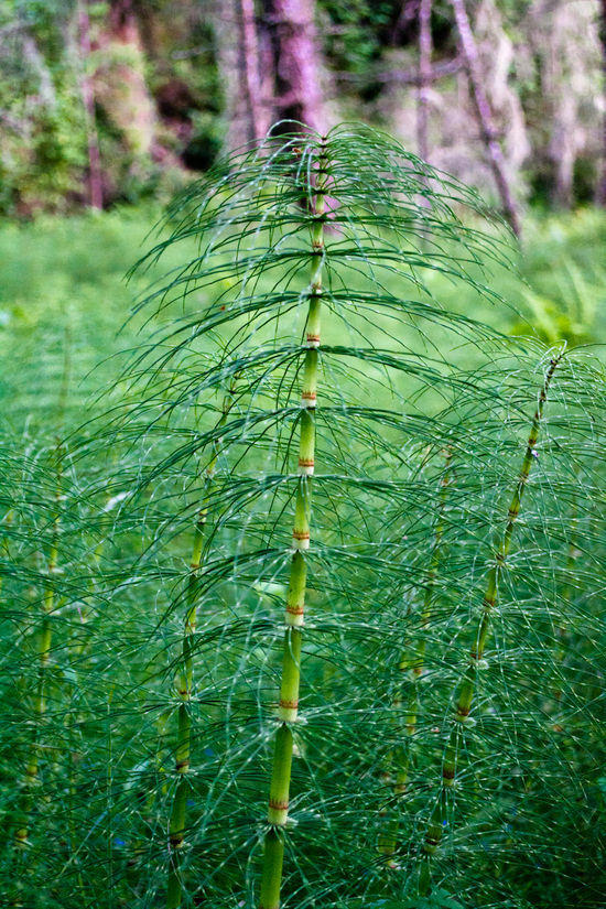 gaussianshrub