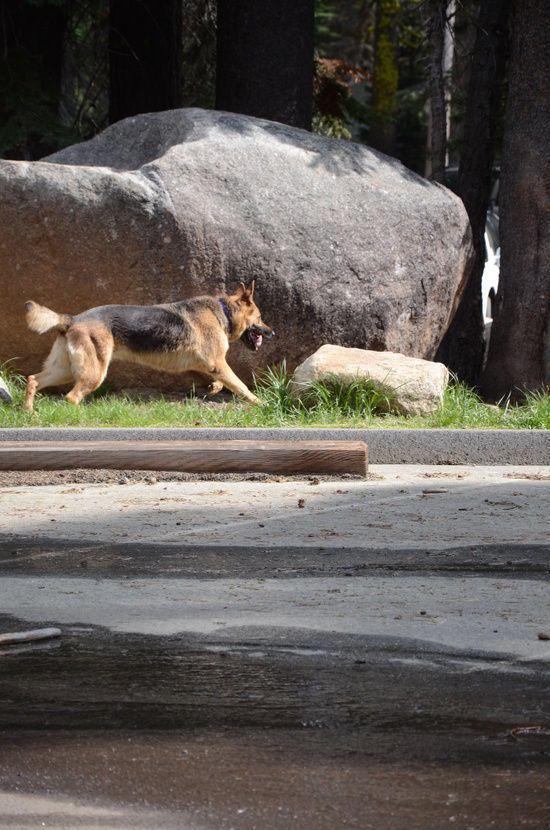 exited dog