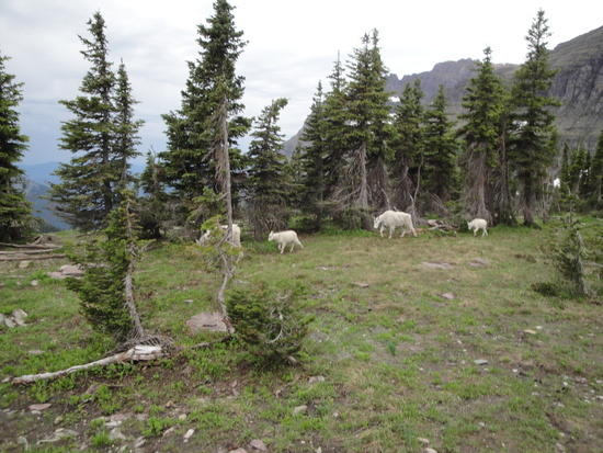 Mountain Goats