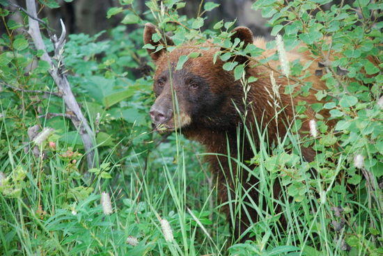 Grizz