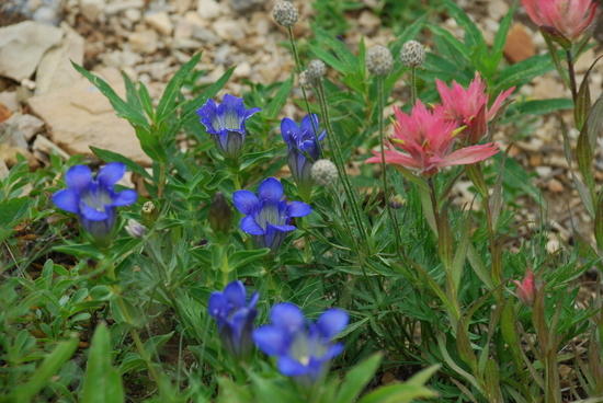 Flowers