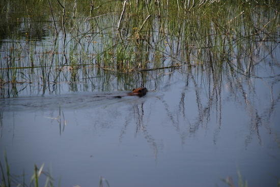 Beaver